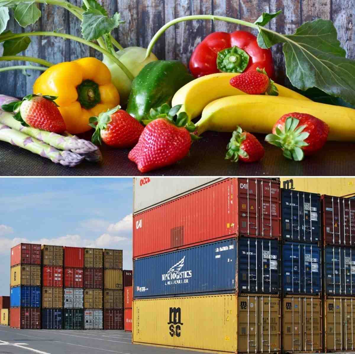 vegetable export business plan pdf