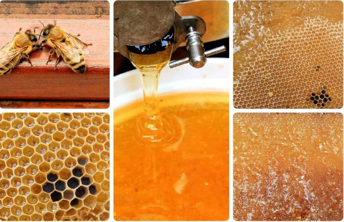 Profits in Honey Processing Business (Cost to Start) | Idea2MakeMoney
