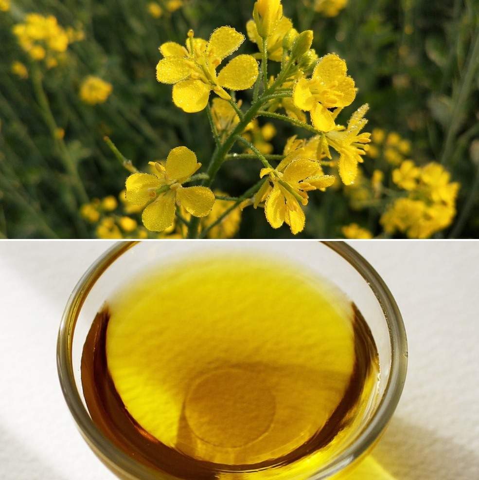 The process of making mustard oil in a small-scale unit