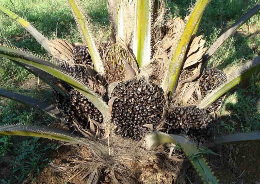Palm Oil Production Business Plan